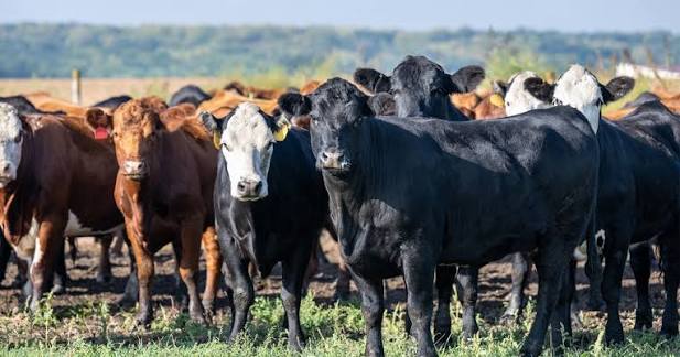 VAZ Applauds Government Move to Open Veterinary Diagnostics to Private Sector